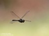 Vážka tmavá (Vážky), Sympetrum danae, Anisoptera (Odonata)